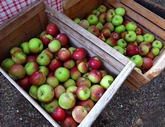 Image result for Apple Bobbing with Electric Hook Up