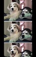 Image result for Dog Meme Blank