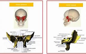 Image result for esfenoides