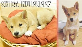 Image result for Shiba Inu Happy