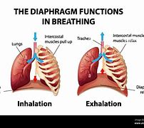 Image result for Diaphragm during Inhalation