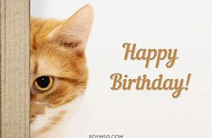 Image result for Cat Birthday Wishes