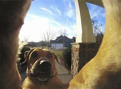 Image result for Dog Ringing Doorbell Meme