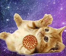 Image result for Cat Pizza Funny