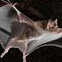 Image result for vampire bats animals