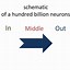 Image result for Neurology Hundred Billion Neurons Brain