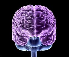 Image result for Healthy Human Brain