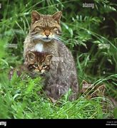 Image result for Scottish Wildcat Kitten and Mother