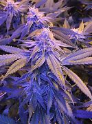 Image result for Lemon Haze Kush