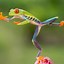 Image result for Tropical Tree Frogs