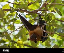 Image result for Giant Bat Species