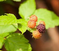 Image result for BlackBerry Leaves