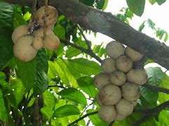 Image result for Tropical Fruit Langsat Fruit