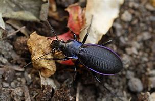 Image result for carabus_violaceus