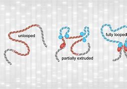 Image result for Chromatin Loop Ring