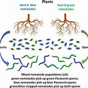 Image result for Plant Root Exudates