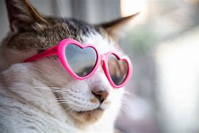 Image result for Funny Cat Photography