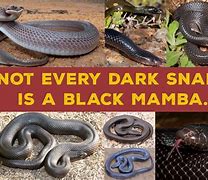 Image result for Black Mamba Africa
