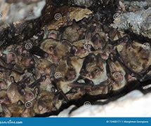 Image result for Bat Colonies