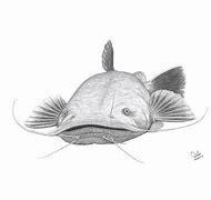 Image result for Drawings of Catfish