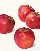 Image result for apples still lifes draw