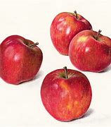 Image result for Still Life Sketch Apple