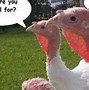 Image result for Turkeys with Guns Meme