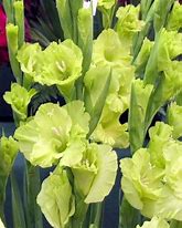 Image result for Gladiolus Kio