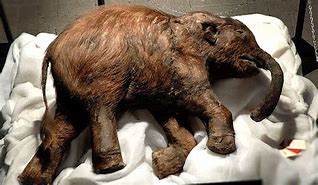 Image result for Russian Mummies