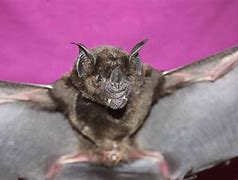 Image result for Long-Nosed Bat Ecuador