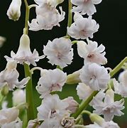 Image result for Hyacinthus Gloria Mundi
