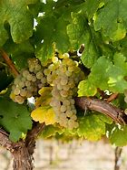 Image result for DeMorgenzon Roussanne Cape Winemakers Guild