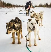 Image result for Snow Dogs Movie 2