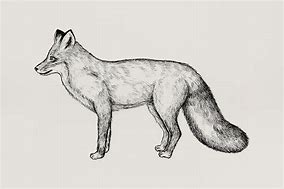 Image result for Fox Fur Galaxy