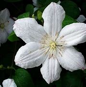 Image result for White Clematis Flower Vines