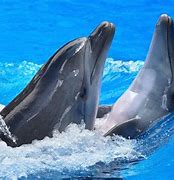 Image result for Dolphin Display iPhone 6