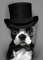 Image result for Fancy Cats and Dogs