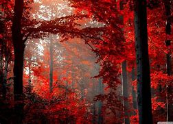 Image result for 3840X2160 Wallpaper Forest