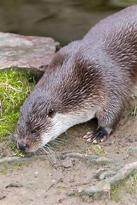 Image result for European Otter