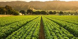 Image result for Crops Being Planted