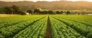 Image result for Natural Farming Farms