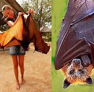 Image result for bats animals wingspan