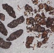 Image result for What Do Bat Droppings Look Like