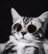 Image result for Dog with Cat Cool Glasses
