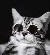 Image result for Cool Cat Glasses
