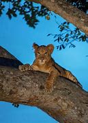 Image result for Image of Lion Cub Not Wanting to Take Bath