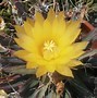 Image result for Speck Cactus Desert Case