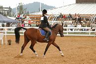 Image result for English Horse Show Outfit