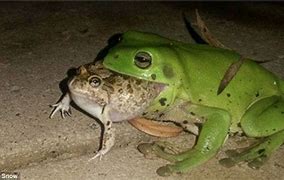Image result for Frog Food Cursed