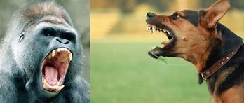 Image result for Old Dogs Gorilla